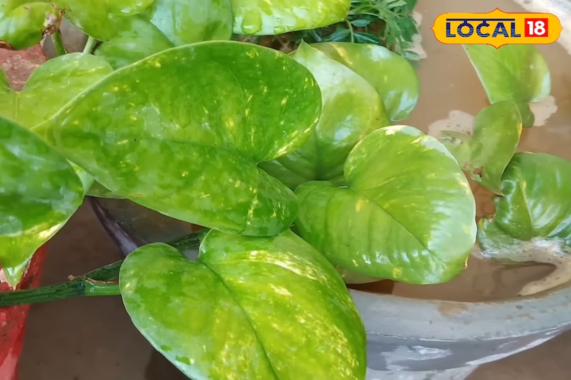 बरसात में मनी प्लांट के पौधे की अच्छी ग्रोथ के लिए क्या करें, मनी प्लांट के पौधे की ग्रोथ तेज कैसे होगी, मनी प्लांट का पौधा कहां लगाएं, लोकल 18, What to do for good growth of money plant in rainy season, how to increase the growth of money plant, where to plant money plant, Local 18
