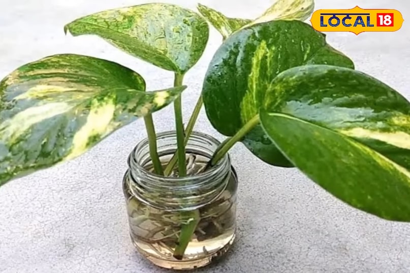 बरसात में मनी प्लांट के पौधे की अच्छी ग्रोथ के लिए क्या करें, मनी प्लांट के पौधे की ग्रोथ तेज कैसे होगी, मनी प्लांट का पौधा कहां लगाएं, लोकल 18, What to do for good growth of money plant in rainy season, how to increase the growth of money plant, where to plant money plant, Local 18