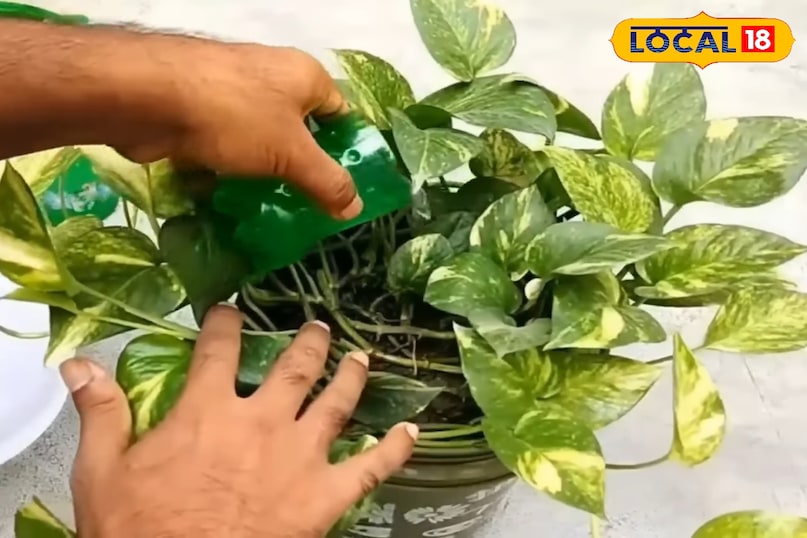 बरसात में मनी प्लांट के पौधे की अच्छी ग्रोथ के लिए क्या करें, मनी प्लांट के पौधे की ग्रोथ तेज कैसे होगी, मनी प्लांट का पौधा कहां लगाएं, लोकल 18, What to do for good growth of money plant in rainy season, how to increase the growth of money plant, where to plant money plant, Local 18