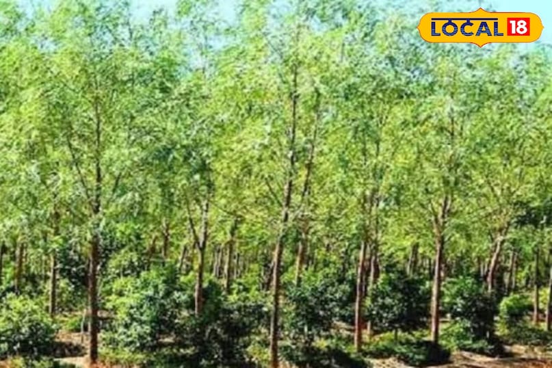 चंदन का पेड़ चंदन का पेड़