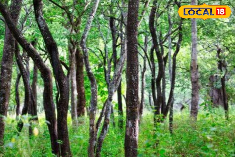 चंदन का पेड़ चंदन का पेड़