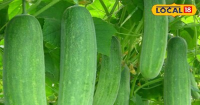 फूल आने के समय खीरे में वाइल्ड फ्लाई का प्रकोप देखने को मिलता है, जो फसल को नुकसान पहुंचा सकता है. समय पर विशेषज्ञ की सलाह से कीटनाशक का इस्तेमाल जरूरी है. खीरा लता वाली फसल है, इसलिए टमाटर के झाड़ या बांस-तार का सहारा देने से उत्पादन और गुणवत्ता दोनों बढ़ती हैं.