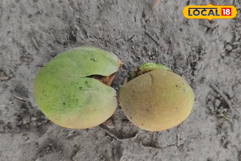 mahua oil mahua oil