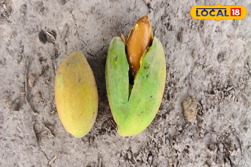mahua oil