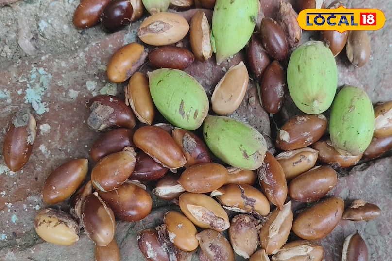 mahua oil 