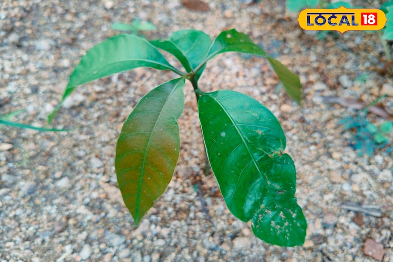 Mango Tree Grow Tips 