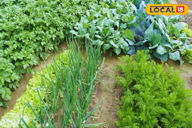 Vegetable farming , farming, vegetable farming in august, vegetable farming, farmers, carrot, shalgham, curli flower, spinach, dhaniya, tips for farmers, farming tips, agriculture news, 