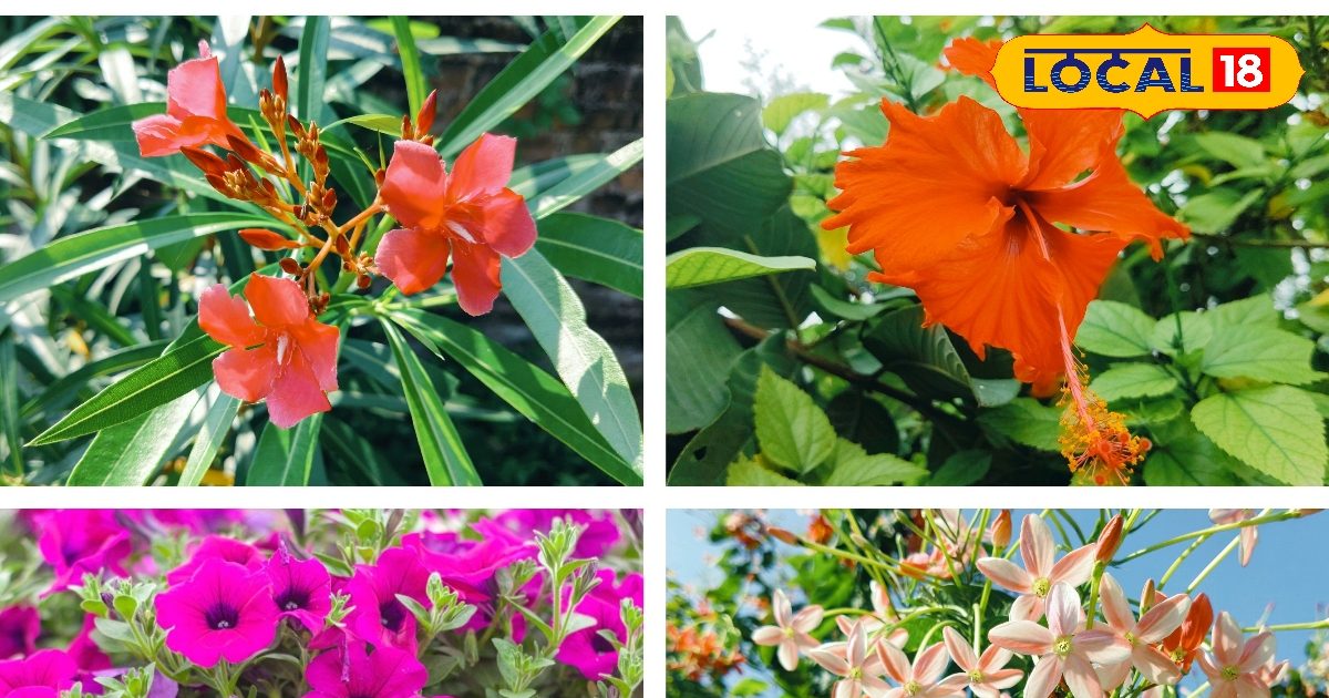Gardening Tips: ये हैं पूरे 12 महीने खिलेने वाले फूल, सिर्फ सुंदर नहीं…सुगंध भी खूब, महकता रहेगा घर