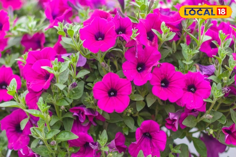 Chhatarpur Chhatarpur