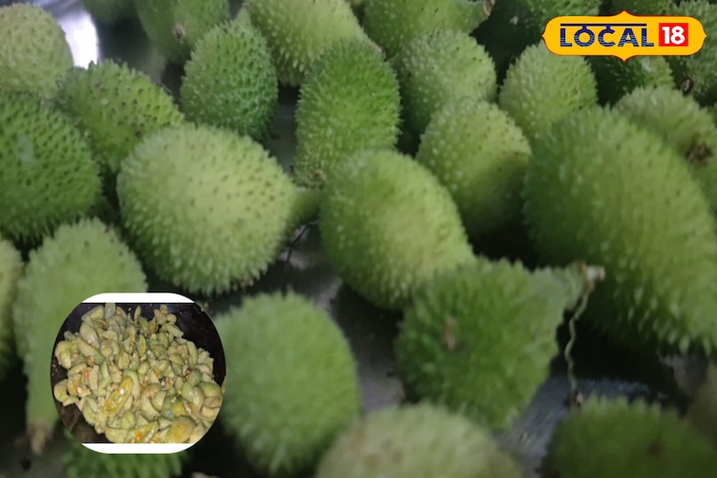 The most powerful vegetable rises in the rain, 50 times more powerful, cheap and Ayurvedic ... The most powerful vegetable rises in the rain, 50 times more powerful, cheap and Ayurvedic ...