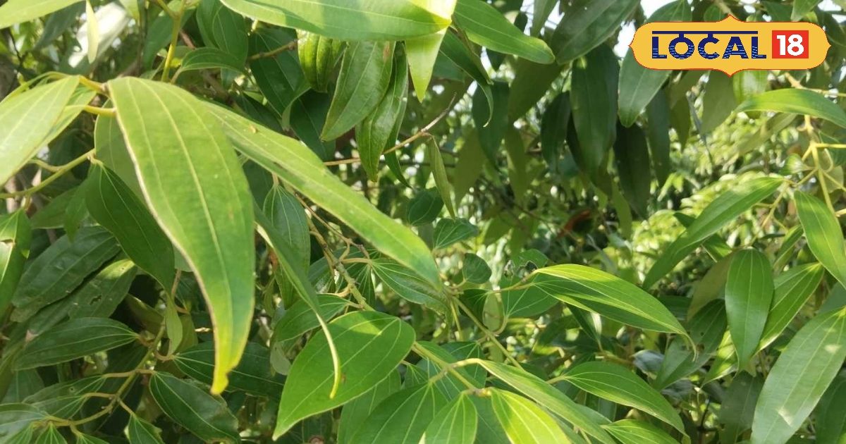 धान-गेहूं नहीं यदि कर लें इस मसाले की खेती, कुछ ही दिनों में बना देगी मालामाल