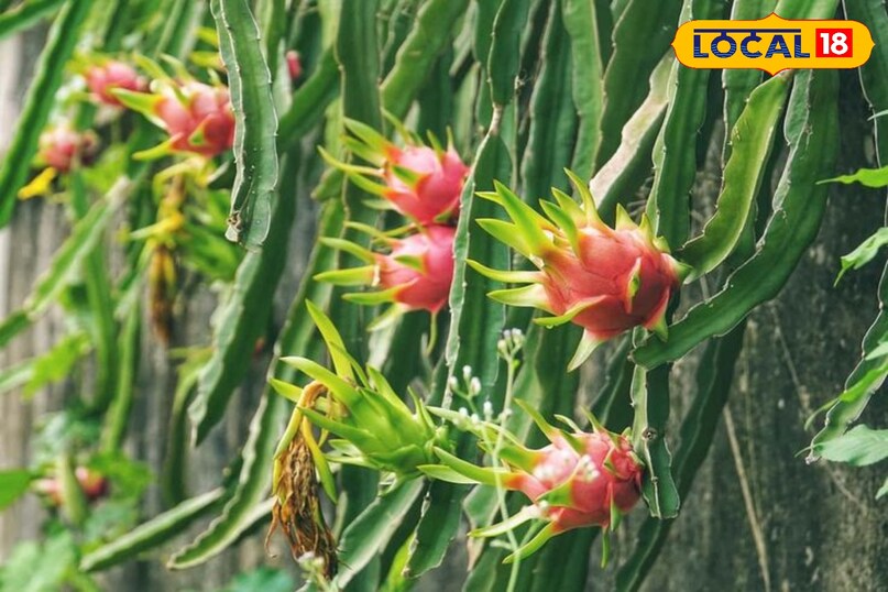 dragon fruits 