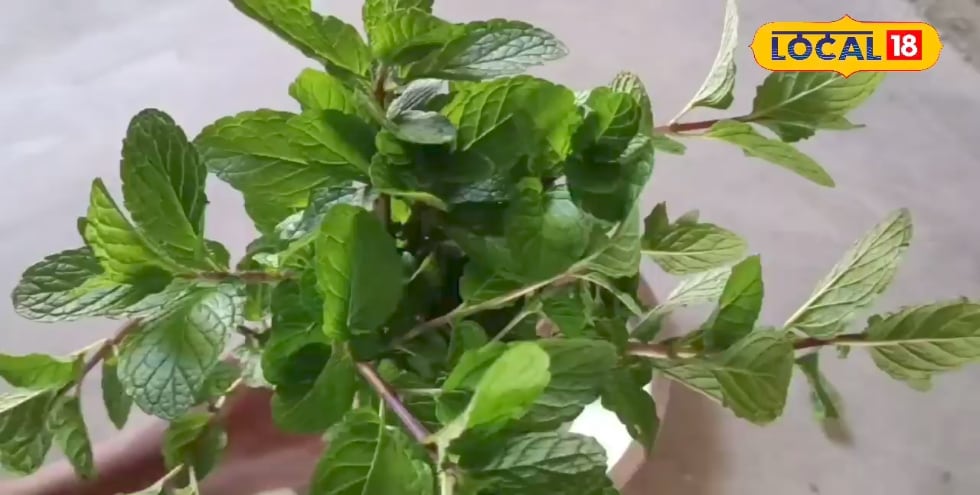सेहत के लिए बड़ी ही गुणकारी होती ये पत्तियां, इन बीमारियों के लिए रामबाण