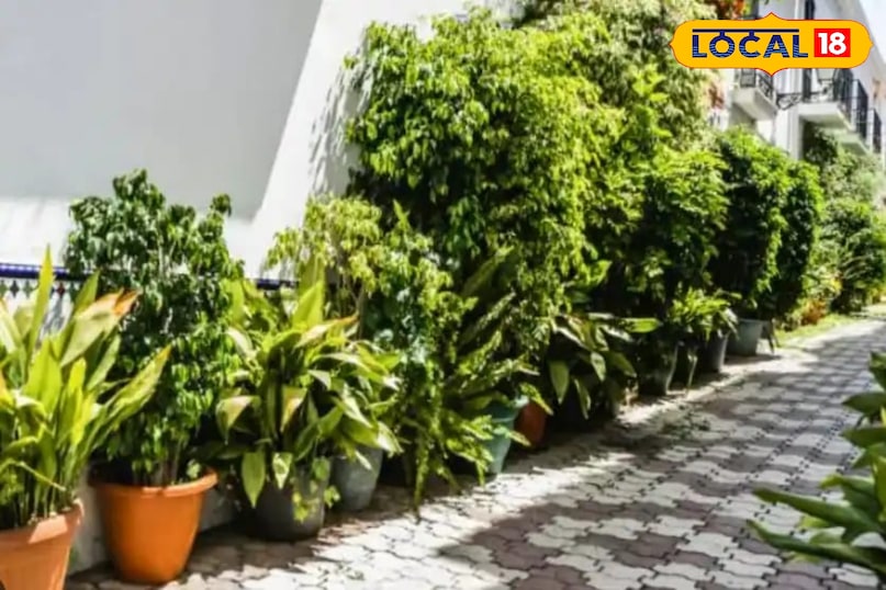 किट से बचाने के लिए करना चाहिए नीम का स्प्रे