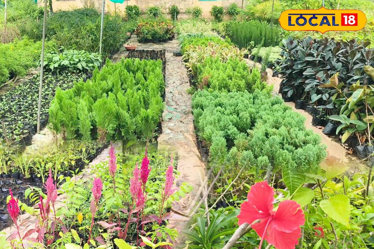 ऑर्किड, लिली...घर के मेकओवर के लिए ये पौधे हैं बेस्ट, कम बजट में देते रॉयल लुक