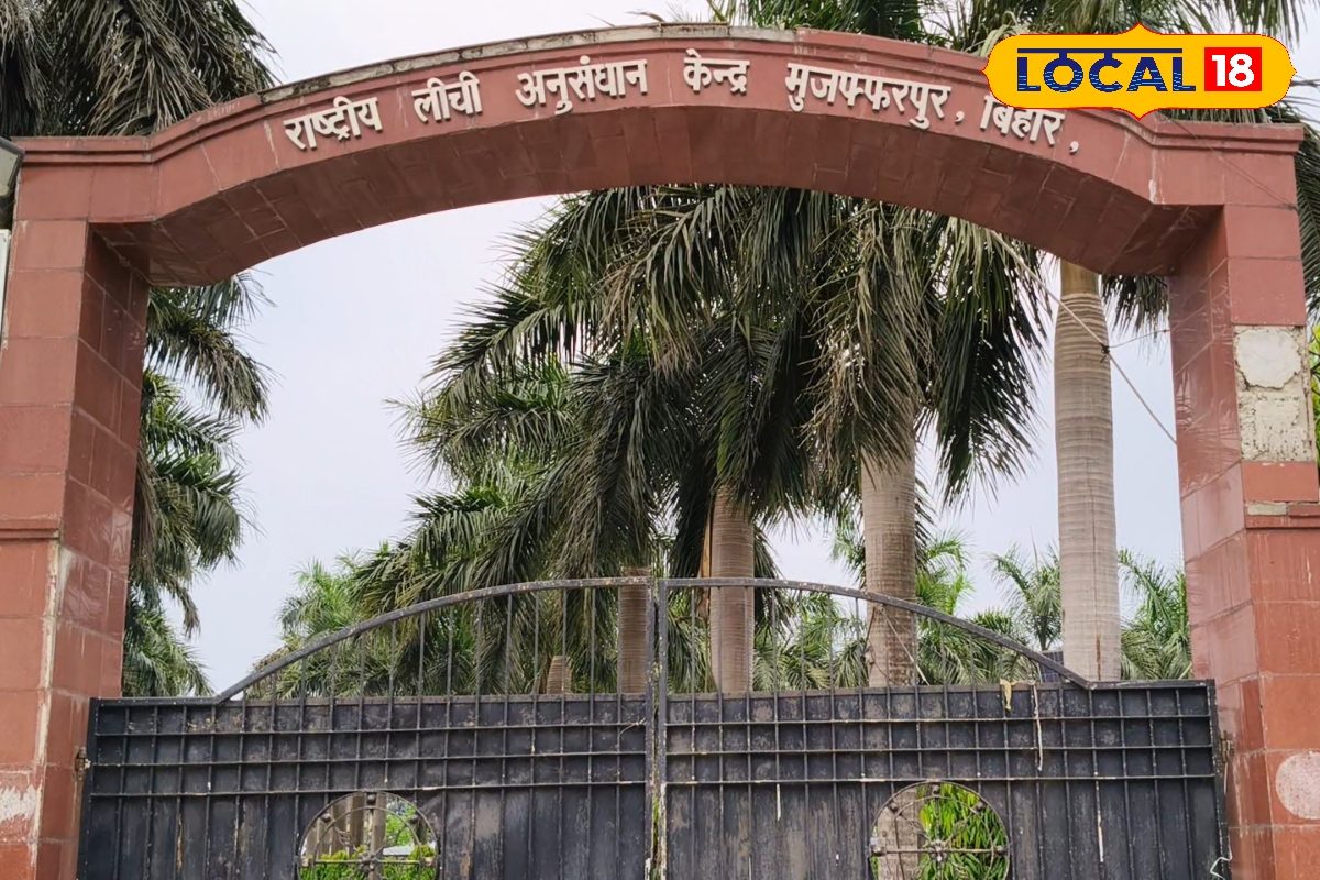 मुजफ्फरपुर की लीची महकेगी पूरे देश में, 50 हजार पौधों की नर्सरी तैयार...