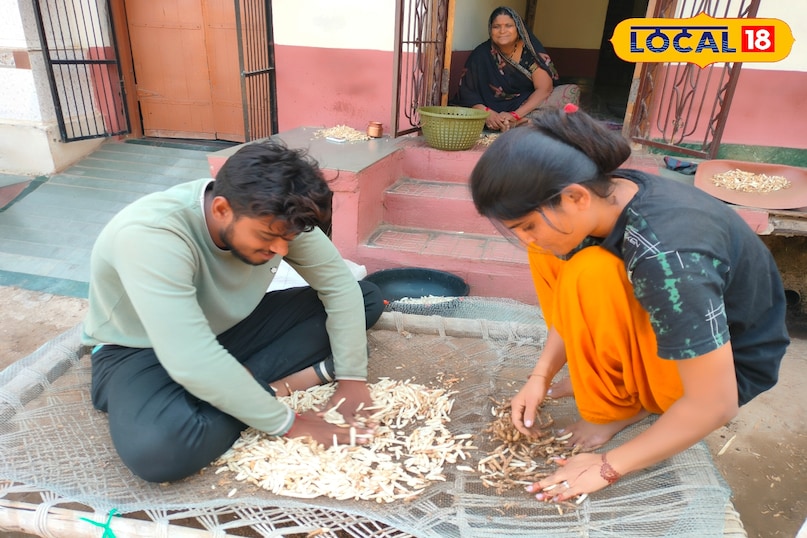 Safed Musli Health Benefits, Safed Musli with Milk, health benefits, tips and tricks, local18, khargone letest news, Madhya Pradesh hindi news Safed Musli Health Benefits, Safed Musli with Milk, health benefits, tips and tricks, local18, khargone letest news, Madhya Pradesh hindi news