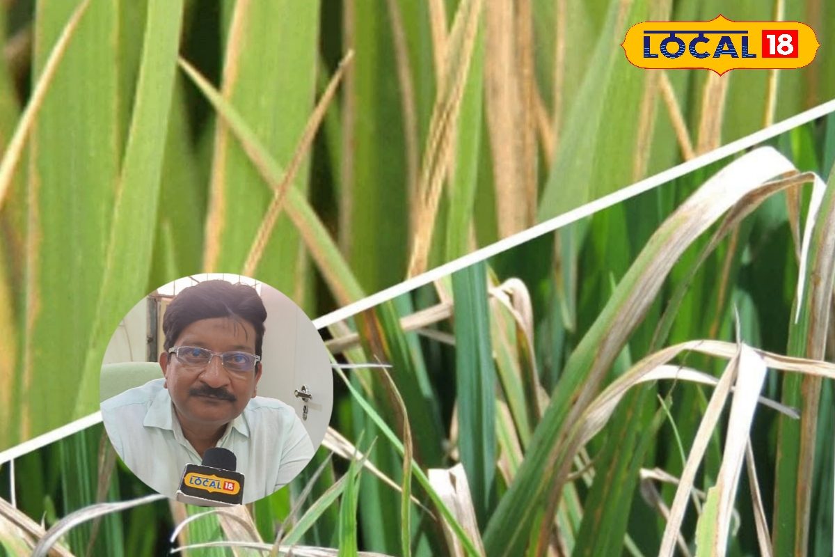 Agriculture: किसान भाई अब झुलसा रोग की न लें टेंशन, मिल गया है रामबाण उपाय...