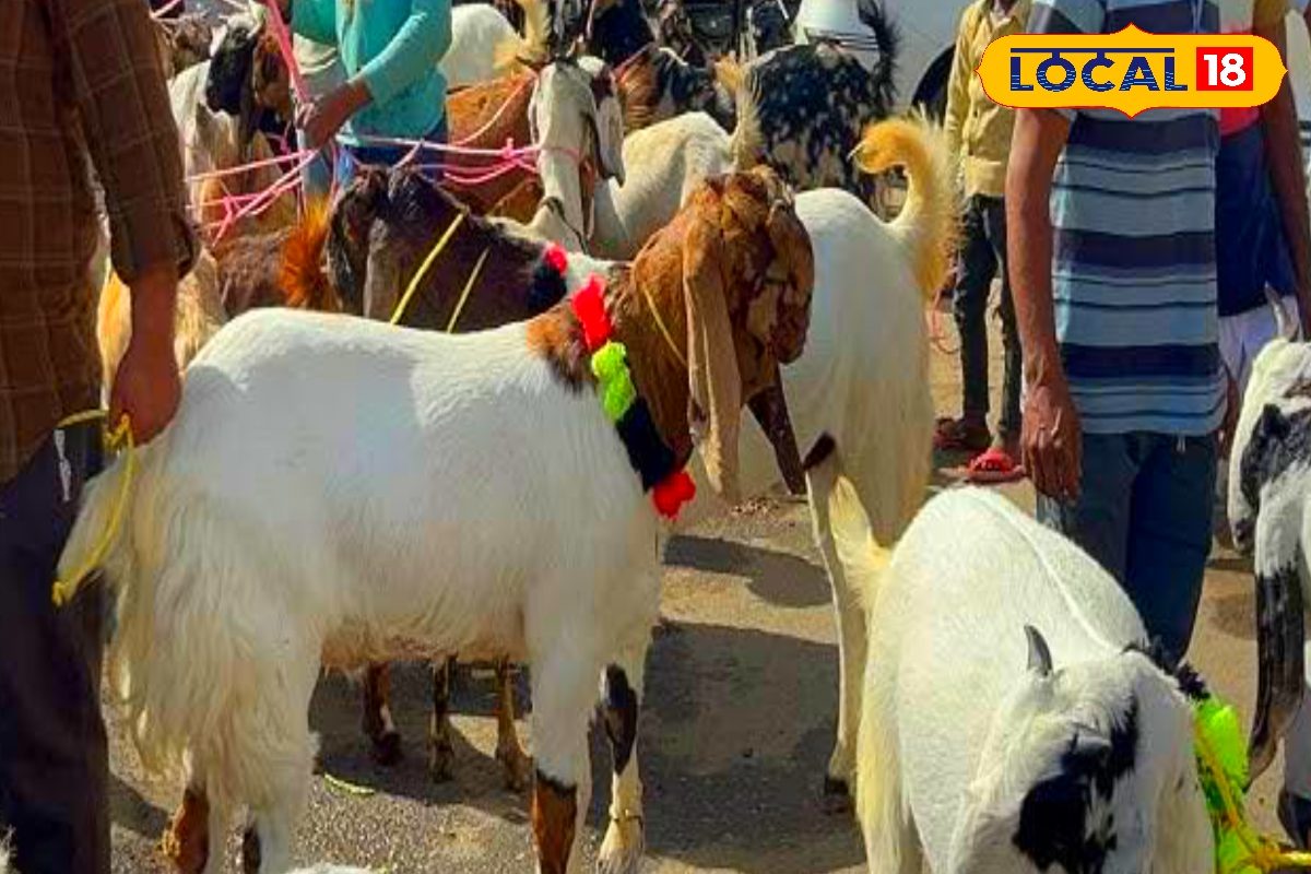 असली मटन की ऐसे करें पहचान, मीट बकरे का है या खस्सी का