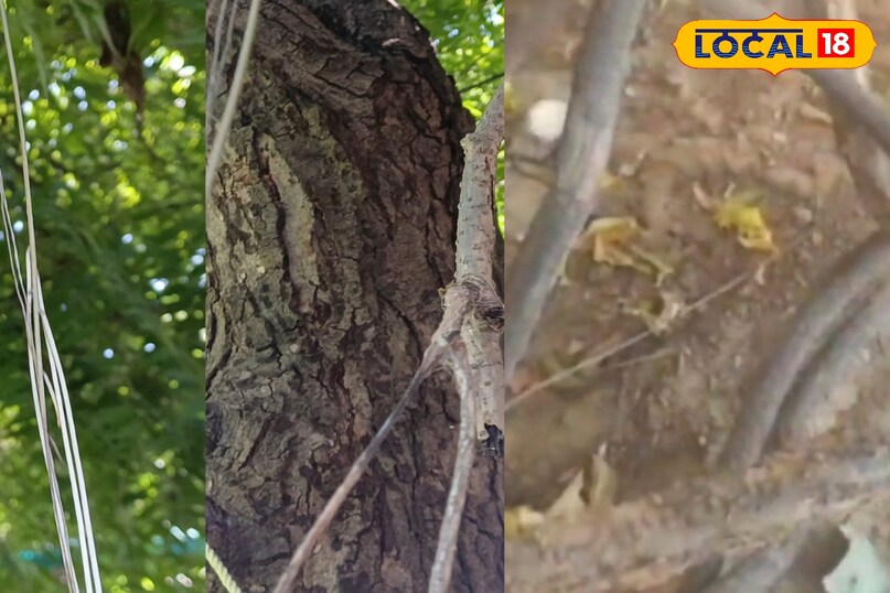 मेरठ, गिलोय, बुखार, आयुर्वेद, एक्सपर्ट, सलाह, उपयोग, हेल्थ टिप्स, मेरठ न्यूज़, अजवाइन, काढ़ा, लोकल-18,Meerut, Giloy, Fever, Ayurveda, Expert, Advice, Use, Health Tips, Meerut News, Celery, Decoction, Local-18