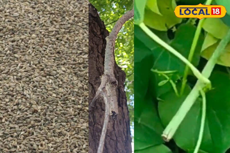 मेरठ, गिलोय, बुखार, आयुर्वेद, एक्सपर्ट, सलाह, उपयोग, हेल्थ टिप्स, मेरठ न्यूज़, अजवाइन, काढ़ा, लोकल-18,Meerut, Giloy, Fever, Ayurveda, Expert, Advice, Use, Health Tips, Meerut News, Celery, Decoction, Local-18