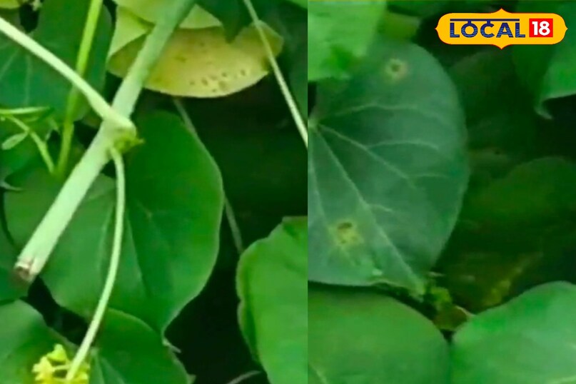 मेरठ, गिलोय, बुखार, आयुर्वेद, एक्सपर्ट, सलाह, उपयोग, हेल्थ टिप्स, मेरठ न्यूज़, अजवाइन, काढ़ा, लोकल-18,Meerut, Giloy, Fever, Ayurveda, Expert, Advice, Use, Health Tips, Meerut News, Celery, Decoction, Local-18