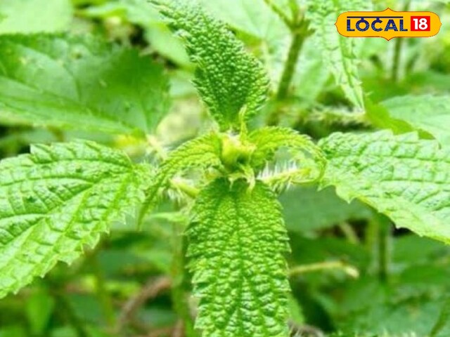 जोड़ो के दर्द को चुटकियों में कर देगी गायब, कमाल की है ये पहाड़ी घास...