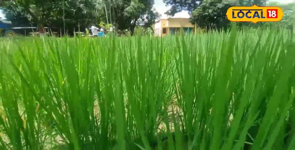 धान नहीं उगेंगे सोने के दाने! यूरिया, पोटाश, जिंक, फेरस का ये फॉर्मूला बना...