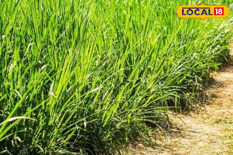 agriculture tips, Napier grass farming tips, Napier grass benefits for cattle, Napier grass, Best fodder crop for cows, दूध बढ़ाने वाली घास agriculture tips, Napier grass farming tips, Napier grass benefits for cattle, Napier grass, Best fodder crop for cows, दूध बढ़ाने वाली घास