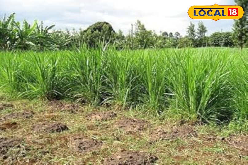 agriculture tips, Napier grass farming tips, Napier grass benefits for cattle, Napier grass, Best fodder crop for cows, दूध बढ़ाने वाली घास agriculture tips, Napier grass farming tips, Napier grass benefits for cattle, Napier grass, Best fodder crop for cows, दूध बढ़ाने वाली घास