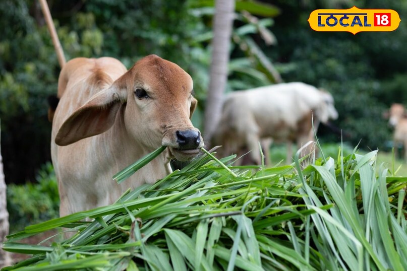 agriculture tips, Napier grass farming tips, Napier grass benefits for cattle, Napier grass, Best fodder crop for cows, दूध बढ़ाने वाली घास agriculture tips, Napier grass farming tips, Napier grass benefits for cattle, Napier grass, Best fodder crop for cows, दूध बढ़ाने वाली घास