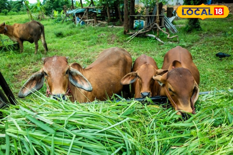 agriculture tips, Napier grass farming tips, Napier grass benefits for cattle, Napier grass, Best fodder crop for cows, दूध बढ़ाने वाली घास agriculture tips, Napier grass farming tips, Napier grass benefits for cattle, Napier grass, Best fodder crop for cows, दूध बढ़ाने वाली घास