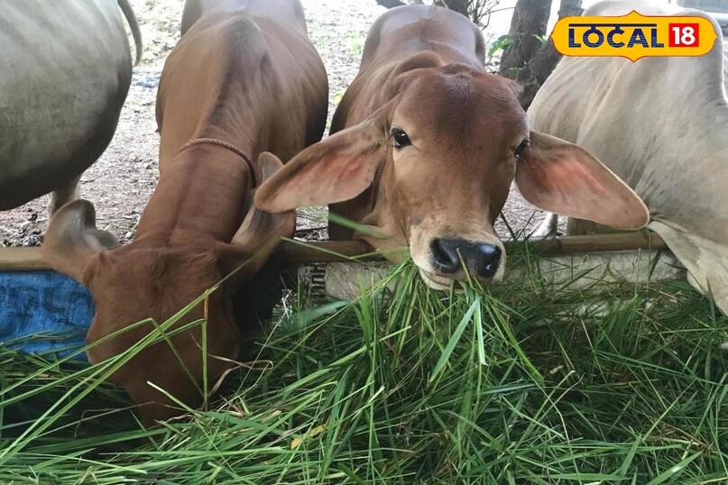 agriculture tips, Napier grass farming tips, Napier grass benefits for cattle, Napier grass, Best fodder crop for cows, दूध बढ़ाने वाली घास agriculture tips, Napier grass farming tips, Napier grass benefits for cattle, Napier grass, Best fodder crop for cows, दूध बढ़ाने वाली घास