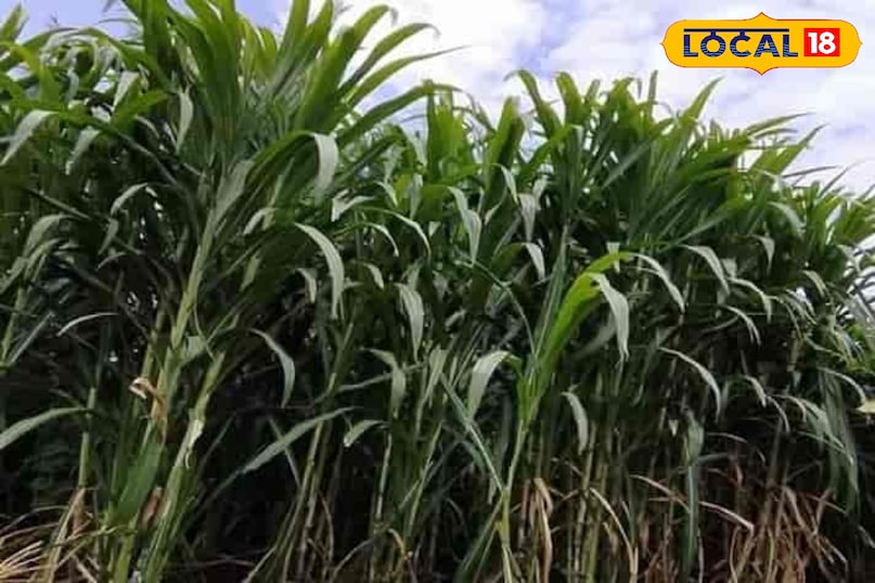 agriculture tips, Napier grass farming tips, Napier grass benefits for cattle, Napier grass, Best fodder crop for cows, दूध बढ़ाने वाली घास agriculture tips, Napier grass farming tips, Napier grass benefits for cattle, Napier grass, Best fodder crop for cows, दूध बढ़ाने वाली घास