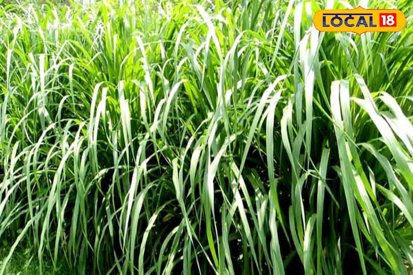agriculture tips, Napier grass farming tips, Napier grass benefits for cattle, Napier grass, Best fodder crop for cows, दूध बढ़ाने वाली घास agriculture tips, Napier grass farming tips, Napier grass benefits for cattle, Napier grass, Best fodder crop for cows, दूध बढ़ाने वाली घास