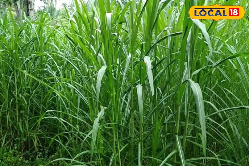 agriculture tips, Napier grass farming tips, Napier grass benefits for cattle, Napier grass, Best fodder crop for cows, दूध बढ़ाने वाली घास agriculture tips, Napier grass farming tips, Napier grass benefits for cattle, Napier grass, Best fodder crop for cows, दूध बढ़ाने वाली घास