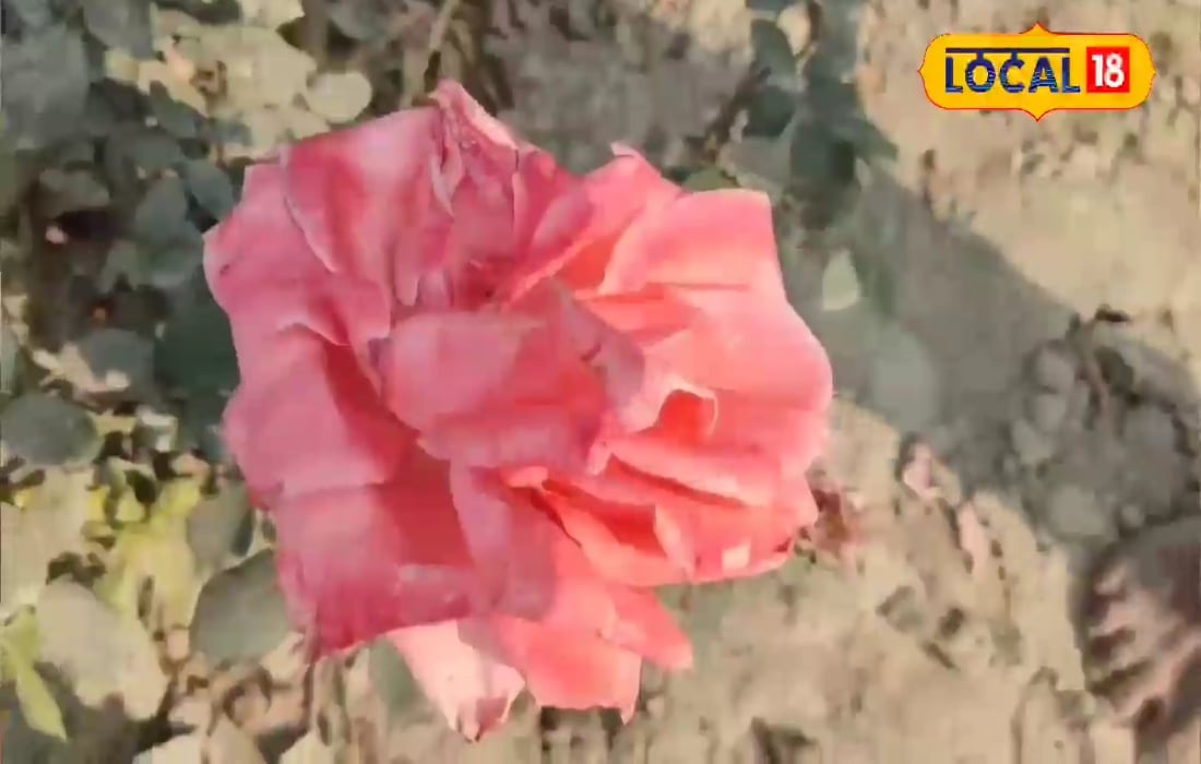 एक पेड़ की जड़ तो दूसरे का तना... ऐसे तैयार करें हाइब्रिड पौधे