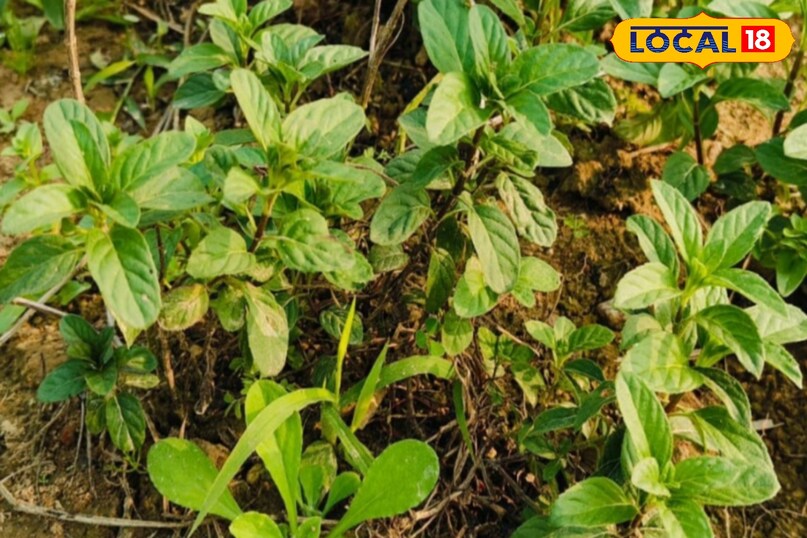 घरेलू टिप्स एंड ट्रिक्स 