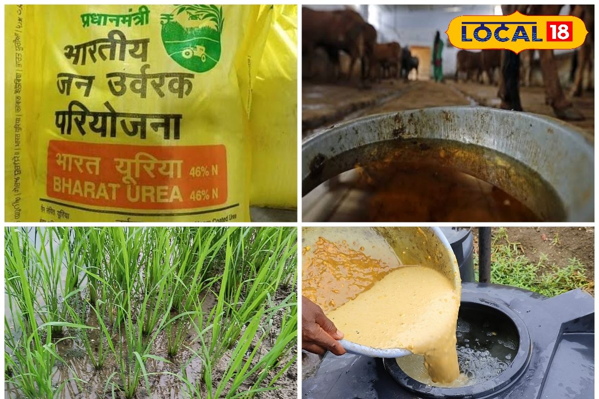 Agriculture: यूरिया का बाप है यह देसी जुगाड़, दुगना पोषण और बंपर धान पैदावार...
