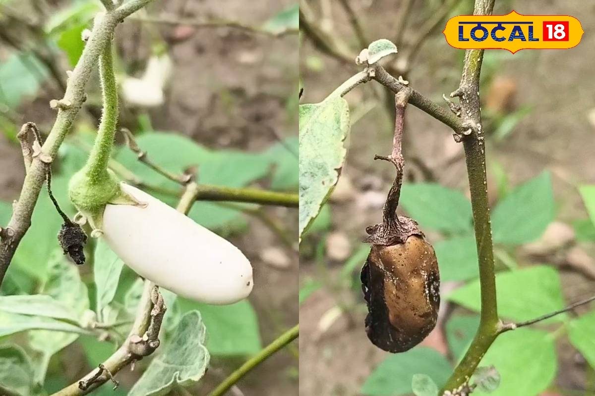 Tips:बैंगन की फसल में कीड़े हो जाएंगे छूमंतर, बस डाल दें ये जादुई आइटम