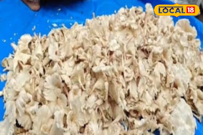बारिश के दिनों में जब बादल गरजते हैं, तब बांस के पेड़ के नीचे छत्तानुमा एक चीज निकलती है. इसे जब पकाया गया होगा, तो इसका स्वाद चिकन-मटन से भी शानदार रहा होगा. इसी के साथ भारतीय खाने में एक डिश ने अपनी जगह बनाई, जिसे अब हम बांस पिहरी कहने लगे. अब यह बालाघाट के बाजारों में बिकने लगी है. खास बात यह है कि यह बारिश के मौसम में सिर्फ दो महीने (जुलाई और अगस्त) में ही मिलती है. बारिश के दिनों में जब बादल गरजते हैं, तब बांस के पेड़ के नीचे छत्तानुमा एक चीज निकलती है. इसे जब पकाया गया होगा, तो इसका स्वाद चिकन-मटन से भी शानदार रहा होगा. इसी के साथ भारतीय खाने में एक डिश ने अपनी जगह बनाई, जिसे अब हम बांस पिहरी कहने लगे. अब यह बालाघाट के बाजारों में बिकने लगी है. खास बात यह है कि यह बारिश के मौसम में सिर्फ दो महीने (जुलाई और अगस्त) में ही मिलती है.