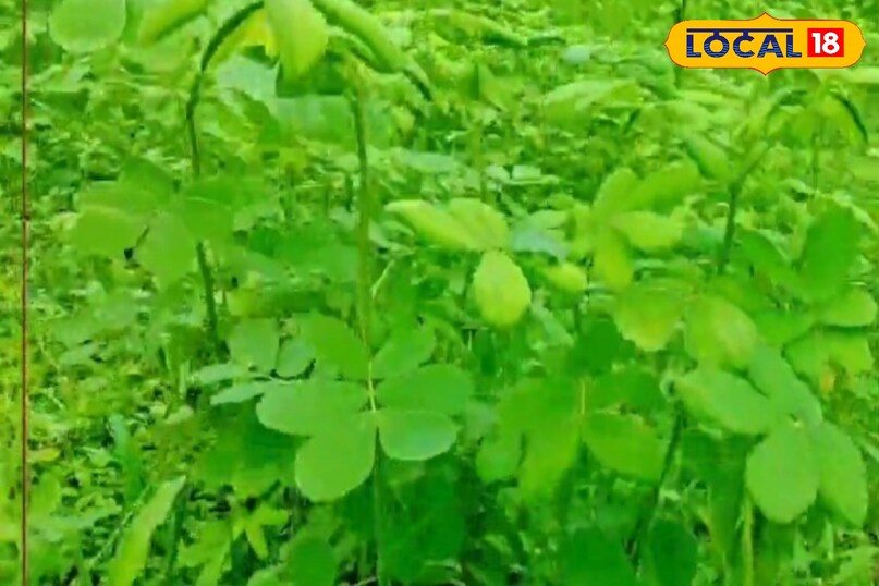 चिरोटा की भाजी को लोग आम तौर पर सब्जी के रूप में इस्तेमाल करते हैं. बारिश के दिनों में सब्जियों की खेती होना मुश्किल होता है. ऐसे में सब्जियों की कीमत आसमान छूती है. ऐसे में इस तरह की भाजी लोग बड़े चाव से खाते हैं. चिरौटे के पौधे से हरी और मुलायम पत्तियों को तोड़ा जाता है. ऐसे में लोग इसे लाल भाजी और चौलाई भाजी की तरह आलू के साथ बनाते हैं. इसका स्वाद कई गुना बढ़ जाता है. ये चिरोटा का पौधा आसानी से जंगल के किनारे पर पाए जाते हैं. चिरोटा की भाजी को लोग आम तौर पर सब्जी के रूप में इस्तेमाल करते हैं. बारिश के दिनों में सब्जियों की खेती होना मुश्किल होता है. ऐसे में सब्जियों की कीमत आसमान छूती है. ऐसे में इस तरह की भाजी लोग बड़े चाव से खाते हैं. चिरौटे के पौधे से हरी और मुलायम पत्तियों को तोड़ा जाता है. ऐसे में लोग इसे लाल भाजी और चौलाई भाजी की तरह आलू के साथ बनाते हैं. इसका स्वाद कई गुना बढ़ जाता है. ये चिरोटा का पौधा आसानी से जंगल के किनारे पर पाए जाते हैं.