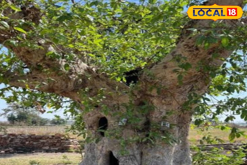Sycamore tree Sycamore tree