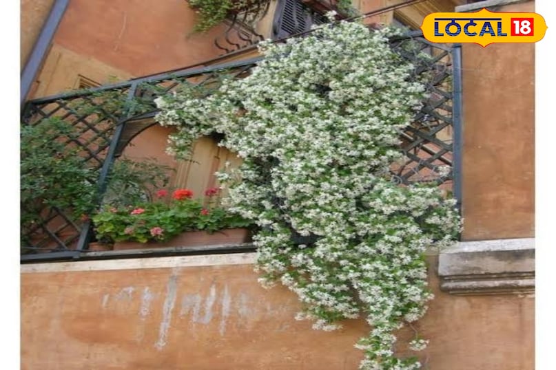 दीवार पर चढ़े हुए पौधे (Vertical Garden) एक बड़े से फ्रेम में छोटे-छोटे गमले लगाकर दीवार पर टाँग दें। इसमें पुदीना, तुलसी, मनी प्लांट जैसे हवा साफ़ करने वाले पौधे लगाएँ। ये एक जिंदा एयर कंडीशनर की तरह काम करते हैं। गर्मी में दीवार गर्म नहीं होती, जिससे कमरा ठंडा रहता है और हवा अंदर-बाहर आसानी से होती है। दीवार पर चढ़े हुए पौधे (Vertical Garden) एक बड़े से फ्रेम में छोटे-छोटे गमले लगाकर दीवार पर टाँग दें। इसमें पुदीना, तुलसी, मनी प्लांट जैसे हवा साफ़ करने वाले पौधे लगाएँ। ये एक जिंदा एयर कंडीशनर की तरह काम करते हैं। गर्मी में दीवार गर्म नहीं होती, जिससे कमरा ठंडा रहता है और हवा अंदर-बाहर आसानी से होती है।