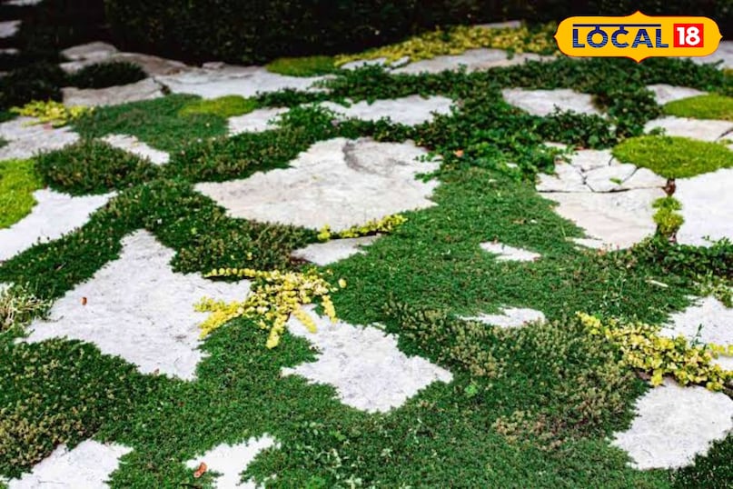 ज़मीन को ढकने वाले पौधे (Ground Cover Plants) बगीचे की खाली ज़मीन पर घास या दूब उगाएँ या फिर मीठा बच और सदाबहार जैसे छोटे पौधे लगाएँ जो ज़मीन पर फैलते हैं।ये पौधे ज़मीन की नमी को बनाए रखते हैं। जब ज़मीन ठंडी रहती है, तो उसके ऊपर की हवा भी ठंडी रहती है। गर्म हवा ऊपर उठ जाती है और ठंडी हवा नीचे आ जाती है जिससे एक नैचुरल एयर सर्कुलेशन शुरू हो जाता है।