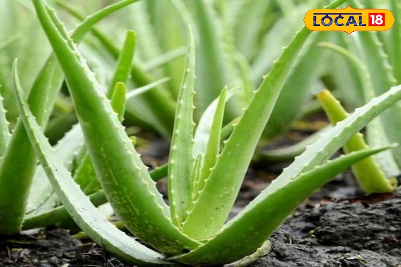 ताजे पत्तों का सही इस्तेमाल