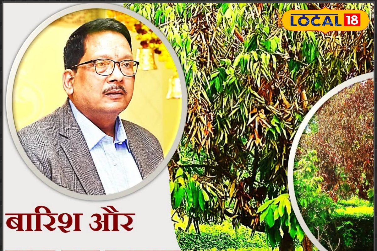 जलभराव से मरते हैं फलों के पेड़, साइंटिस्ट के ये उपाय करेंगे बीमा पॉलिसी सा...