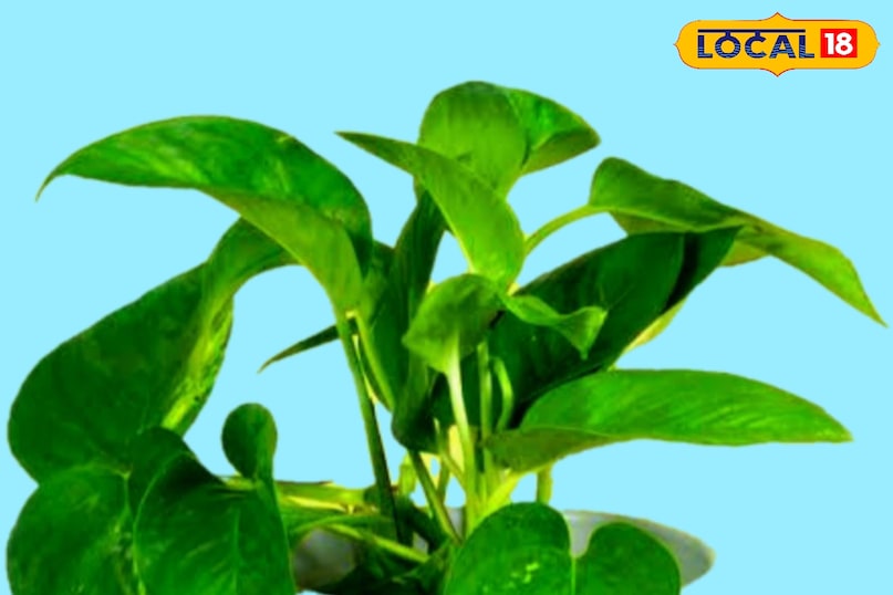 News 18