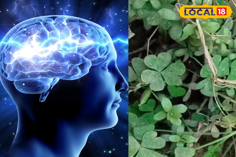 मेरठ, आयुर्वेद, प्रकृति, ब्राह्मी जड़ी बूटी, याददाश्त, हृदय, लाभदायक, उपयोग, लोकल-18,Meerut, Ayurveda, Nature, Brahmi herb, Memory, Heart, Beneficial, Uses, Local-18 मेरठ, आयुर्वेद, प्रकृति, ब्राह्मी जड़ी बूटी, याददाश्त, हृदय, लाभदायक, उपयोग, लोकल-18,Meerut, Ayurveda, Nature, Brahmi herb, Memory, Heart, Beneficial, Uses, Local-18