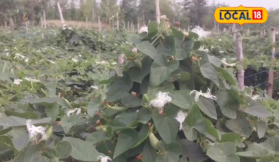 कैसे बनी परवल की खेती सोने की खान? विधि और वैरायटी बदलते ही 100 क्विंटल तक पै.